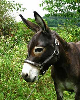 Critter Haven Farm Miniature Donkeys